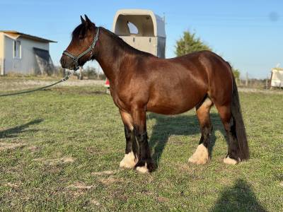 Jument gypsy cob