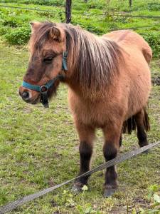 Ponette shetland