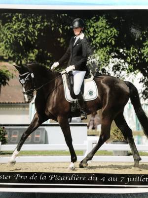 Cheval de dressage 