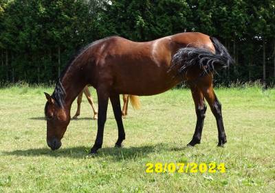 Poulinière pre 12 ans pleine de porfiado