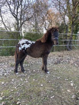 Poney capé léopard 