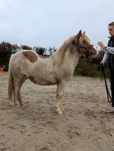 Poney shetland standard 