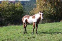 Pouliche paint horse pp 