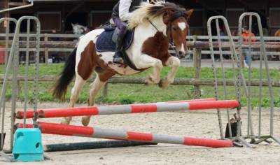 Poney 5 ans loisirs - club- compétition 