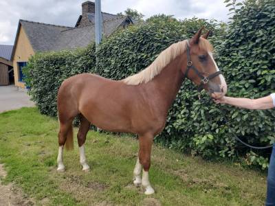 Poney 4ans pour cso/cce