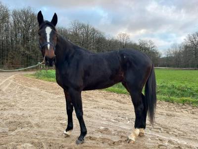 Trotteur à vendre katko 