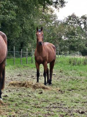 Joli 4 ans polyvalent 