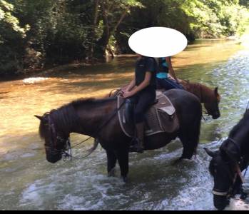 Vend poney pottok plein papier pour retraite paisible