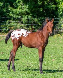 Poulain appaloosa