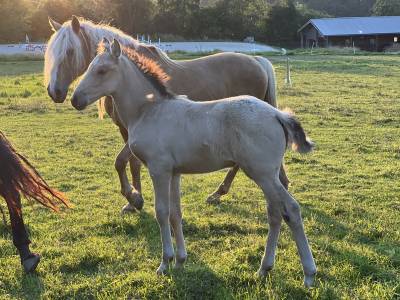 ❤️Adorable pouliche Lusitano ❤️