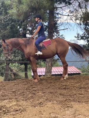 Trotteur Francais a vendre Achat Vente Chevaux Trotteur Francais Equirodi France