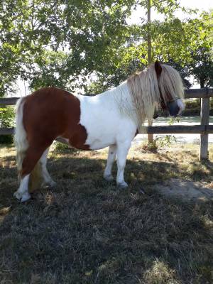 Shetland hongre  pp 4ans  