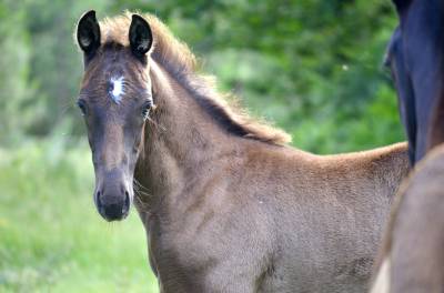 Superbe poulain dressage 