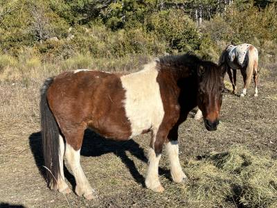 Ponette pleine