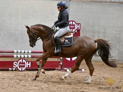 11 ans | hongre |sha lazio ox x neptune vd beekerheide