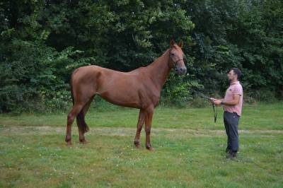 Cheval trotteur a vendre pas cher online