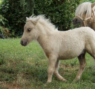 Poulain mini-shetland pp palomino