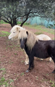 Poney de couleur silver black et champagne 