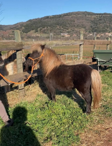 Poney de couleur silver black 