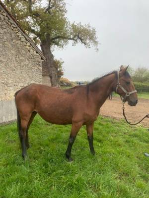 Pouliniere poney connemara nee en 2012