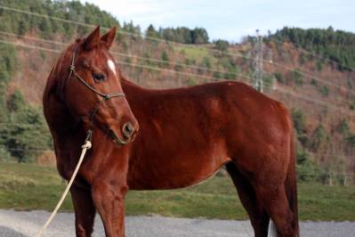 Jument 6 ans quarter horse onc