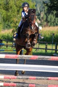 Hongre sf 13ans cso amateur 