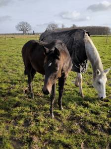 Poulain foal mâle cso i am semilly x modesto