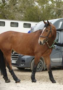 Cheval de 7 ans cso am par rock'n roll semilly