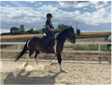 Hongre onc tupe irish cob - 13ans