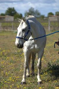 Cheval lusitanien