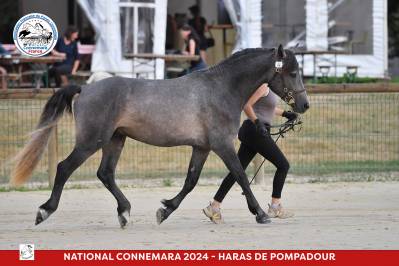 Mambo number five lou : mâle connemara - champion de france 2 ans sport 