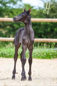 Pouliche kwpn par apache x maximus hp x unicornio 