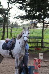 Cheval à vendre hongre onc gris de 6ans