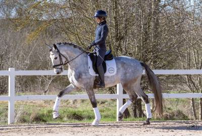 Castrone lusitano in vendita 2021 grigio ,  aslan du fesquet