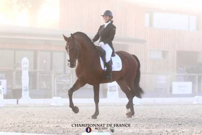 Dior du fesquet - lusitano 2013 ,  rubi ar