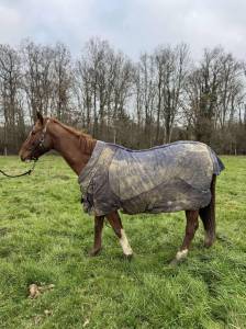 Poulinières pleine