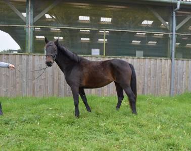 Ponette connemara de 4 ans, 146cm 