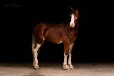 Poney d welsh cob 