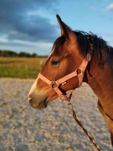 Poney d - petit cheval