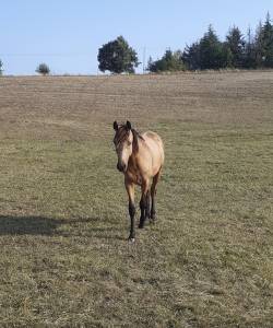 Poney connemara hongre de 1an