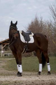 Hongre - dressage - 8 ans 