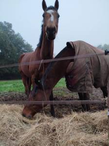 Jument pur sang irlandais