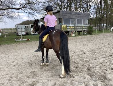 Poney irish cob