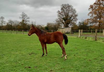 Acheter un cheval de course trotteur online