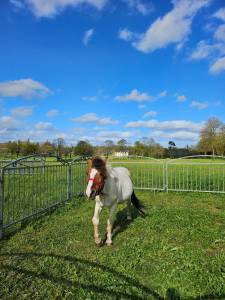 Cheval grand poney 10ans onc