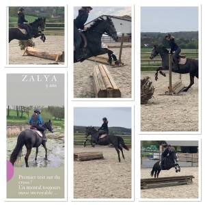 Poney d 6 ans potentiel cce/cso