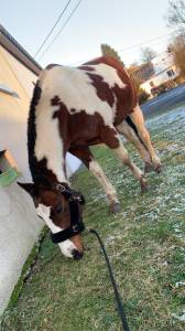 Cheval paint horse a vendre 