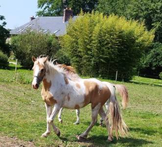 Ponette d pie palomino poulinière 