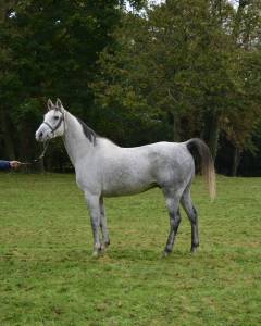 Superbe cheval gris de 8 ans , 157cm, plein papier