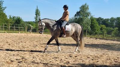 Pur race espagnol